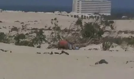 કલાપ્રેમી મુદ્દો સામનો ચેક સેક્સ